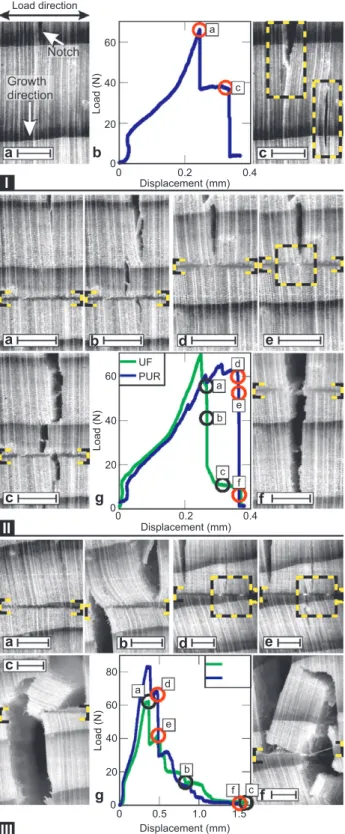 Figure 2    CP through spruce wood. All scales correspond to 1 mm. 