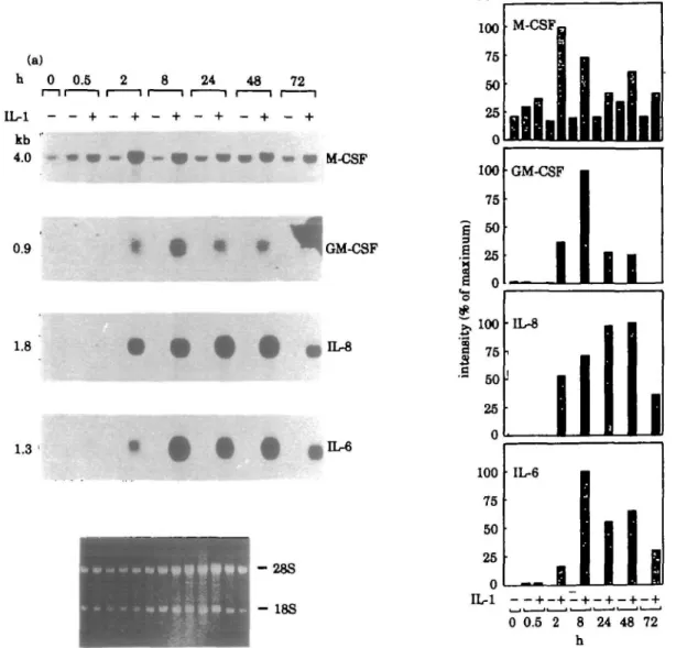 FIG. 2.—mRNA expression of M-CSF, GM-CSF, IL-8 and IL-6 by synovial fibroblasts from a representative OA patient