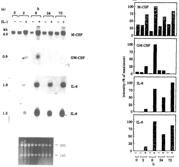 FIG. 3.—mRNA expression of M-CSF, GM-CSF, IL-8 and IL-6 by synovial fibroblasts from a representative RA patient The cells were cultured with (+) or without (-) IL-lp (10 ng/ml) for 0 to 72 h