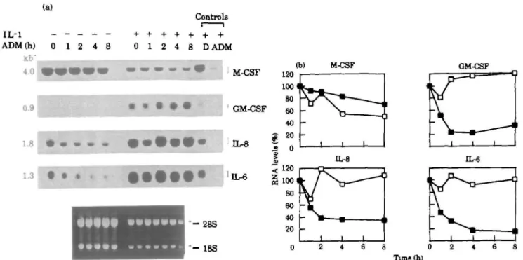 FIG. 4.—Cytokine mRNA stability in unstimulated and short-term stimulated RA synovial fibroblasts
