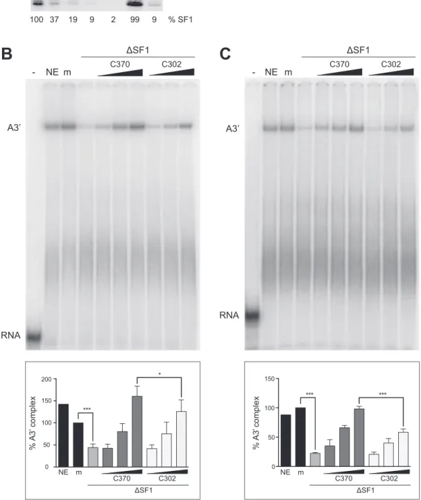 Figure 3. Deletion of the SF1 SURP-ID negatively affects spliceosome assembly. (A) SF1 immunodepletion