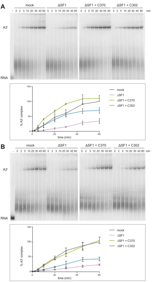 Figure 4. Deletion of the SF1 SURP-ID affects the kinetics of spliceosome assembly. Splicing reactions with AdML 3  splice site pre-mRNAs containing a consensus (A) or weak BPS (B) were performed in triplicate at 30 ◦ C for the times indicated in the prese
