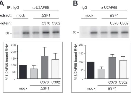 Figure 5. Deletion of the SF1 SURP-ID does not reduce U2AF65 binding to the pre-mRNA. (A) and (B) U2AF65 UV cross-linking to AdML 3  splice site substrates