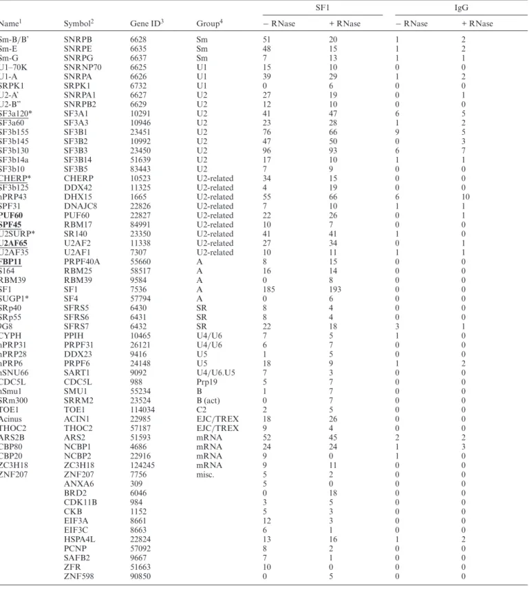 Table 1. Proteins immunoprecipitated with anti-SF1 antibodies from HeLa cell nuclear extracts