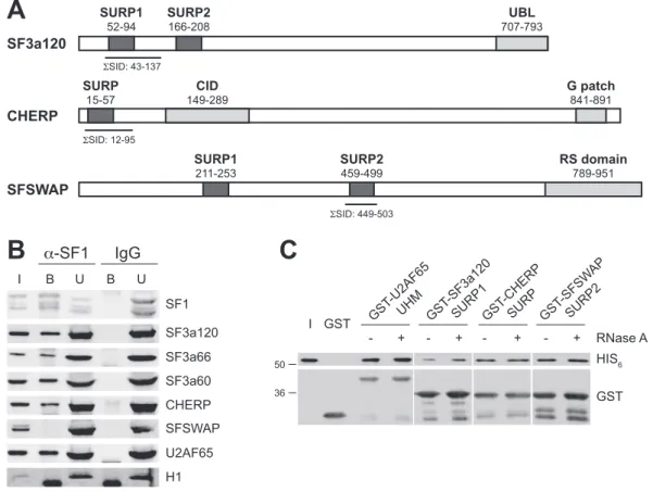 Figure 1. Analysis of the interaction of SF1 with SURP domain-containing proteins. (A) Scheme of SURP domain-containing proteins identified in Y2H screens