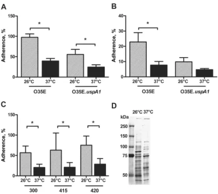 Figure 1. Increases in adherence of Moraxella catarrhalis to epithelial cells of the upper respiratory tract due to cold shock