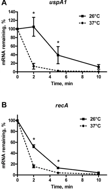 Figure 2. Increased levels of Moraxella catarrhalis uspA1 and recA mRNA stability due to cold shock