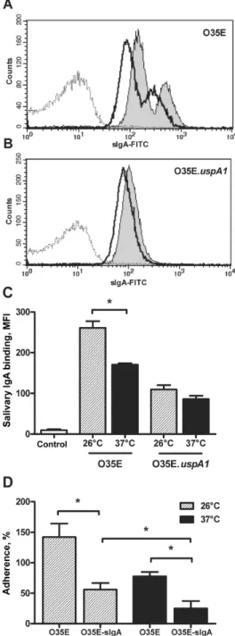 Figure 6. Increase in the binding of salivary immunoglobulin A (IgA) on the surface of Moraxella catarrhalis due to cold shock