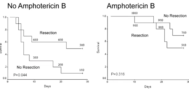 Fig. 1. Effects of resection of a focus of localized invasive pulmonary aspergillosis (IPA) in animals with and without amphotericin B treatment (1 mg/kg per day)
