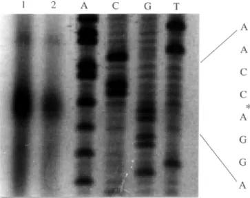 Figure 2 shows a schematic representation of the fmtB region in S. aureus COL. The central part of FmtB, starting with the amino acid at position 687 and ending at amino acid 1993, contains 17 tandemly repeated sequences of 75 amino acids