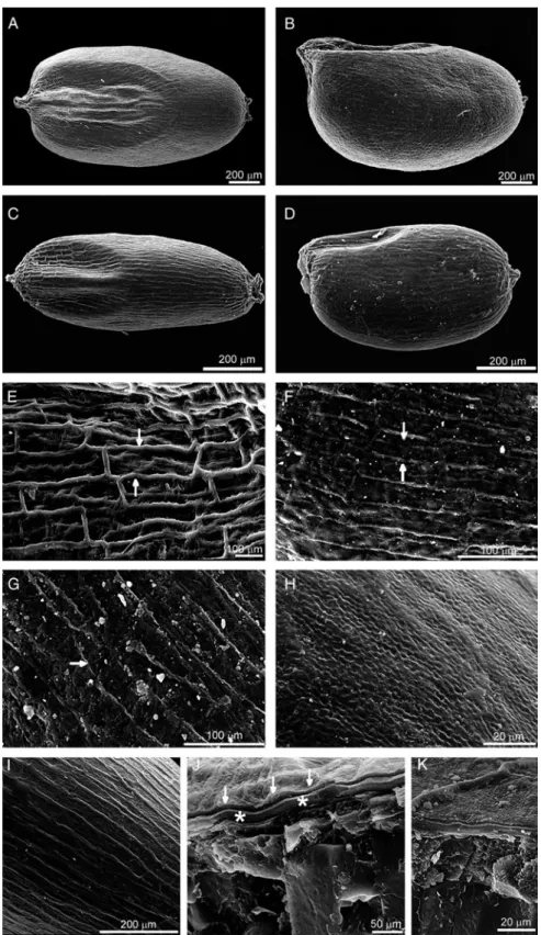 Figure 1. The SEM images of the Eragrostis grains examined. The shape of caryopses (A–D), close-ups of the surface (E –I) and the cross-section of the grain (J–K)