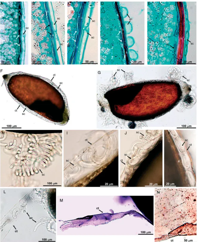 Figure 2. The structure of the Eragrostis grains: anatomical sections (A–E), pericarp behaviour in wetting experiments (F –K), and cuticle (L –N)