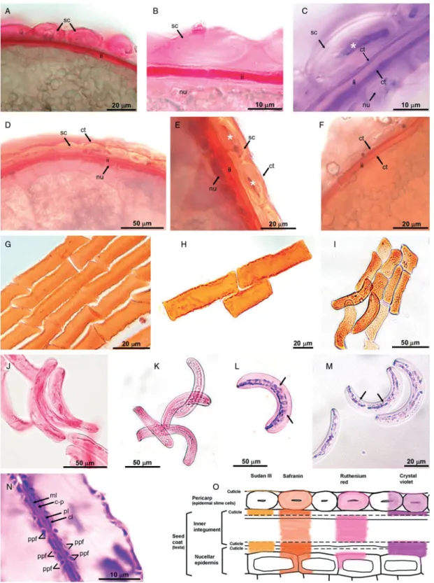 Figure 3. Slime identification and slime cell properties. Various staining reactions with ruthenium red (A, B, J, K), crystal violet (C, L–N), safranin (D, E, G–I) and Sudan III (F)