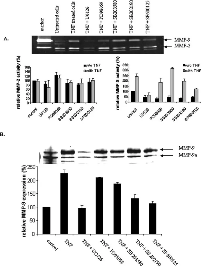 Figure 2. Down-regulation of tumour necrosis factor- α  (TNF- α )-induced metalloproteinase-9 (MMP-9) activity and expression by mitogen-activated protein kinase (MAPK) inhibitors in HIPEC 65