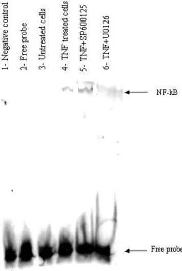 Figure 6. Nuclear factor- κ B (NF- κ B) DNA-binding capacity in tumour necro- necro-sis factor- α  (TNF- α )-stimulated HIPEC 65 cells