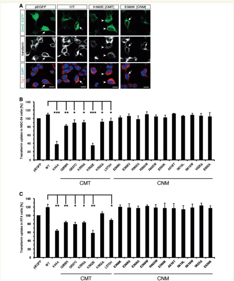 Figure 6 Dnm2 CMT mutants impair clathrin-mediated endocytosis in motor neurons and Schwann cells, whereas CNM mutants have no effect