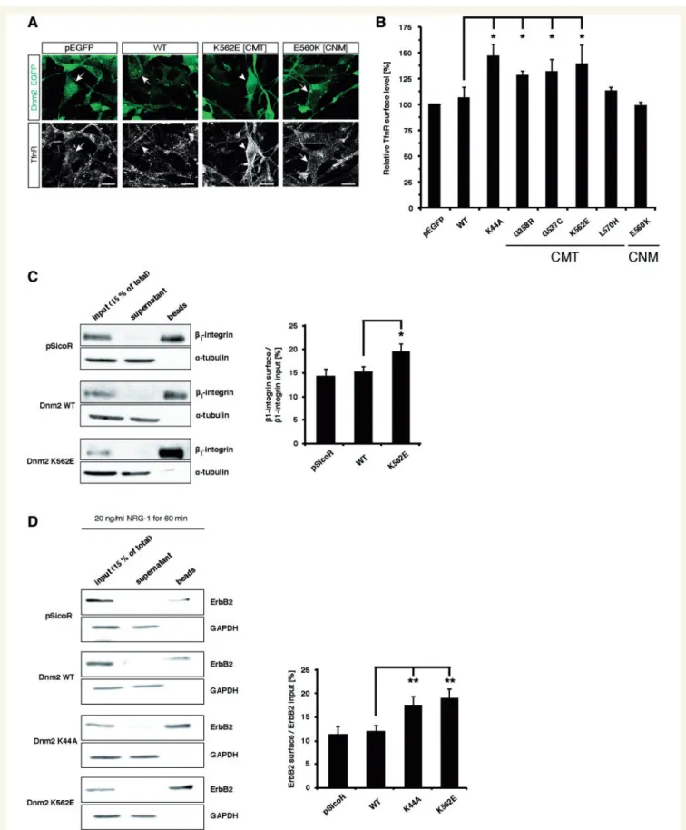 Figure 7 Transferrin receptor-, ErbB2- and integrin b 1 cell surface levels are elevated on Schwann cells expressing Dnm2 CMT mutants.