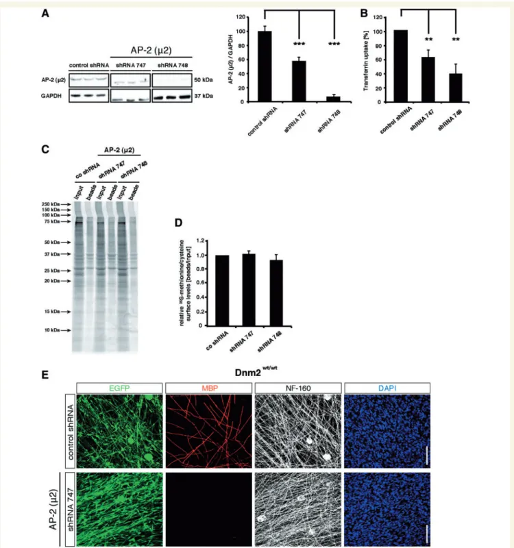 Figure 8 Expression knock-down of the plasma membrane-specific clathrin adaptor protein AP-2 impairs clathrin-mediated endocytosis in Schwann cells and prevents myelination of dorsal root ganglia cultures