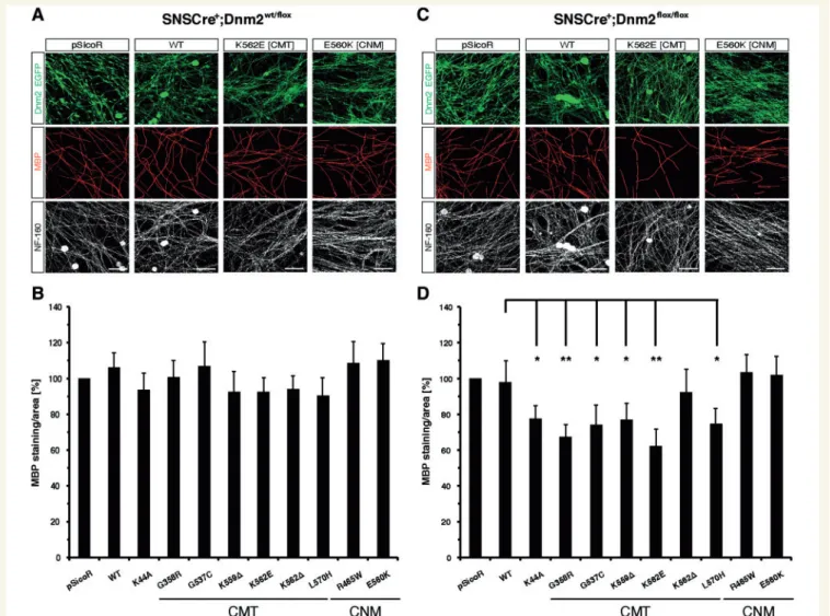 Figure 4 Dnm2 CMT mutants have a minor detrimental effect on myelination of dorsal root ganglia explants with specifically altered Dnm2 gene dosage in sensory neurons