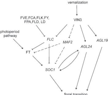 Fig. 1. The vernalization pathway in Arabidopsis. Three independent molecular vernalization responses have been identified in Arabidopsis, defining the FLC-, AGL24-, and AGL19-branches
