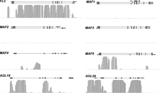 Fig. 2. Distribution of H3K27me3 marks on vernalization-related loci in Arabidopsis. Whole-genome analysis of H3K27me3 on wild-type seedlings (Zhang et al., 2007) shows that AGL19, AGL24, MAF4, MAF5, and FLC all carry this repressive mark, although with ve