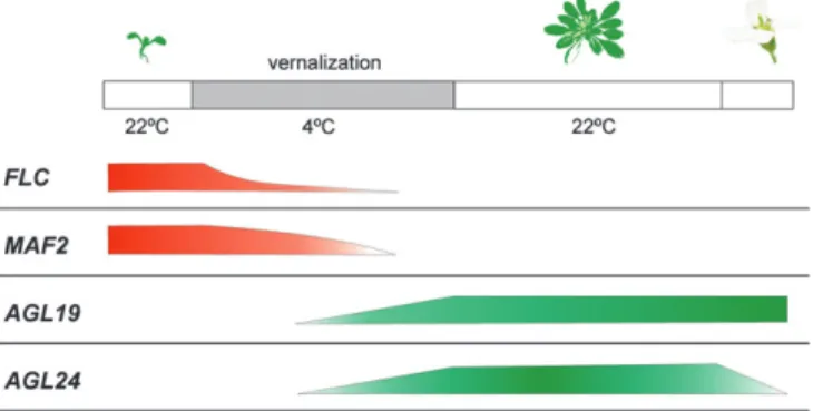 Fig. 3. Vernalization-regulated genes respond to different lengths of exposure to cold