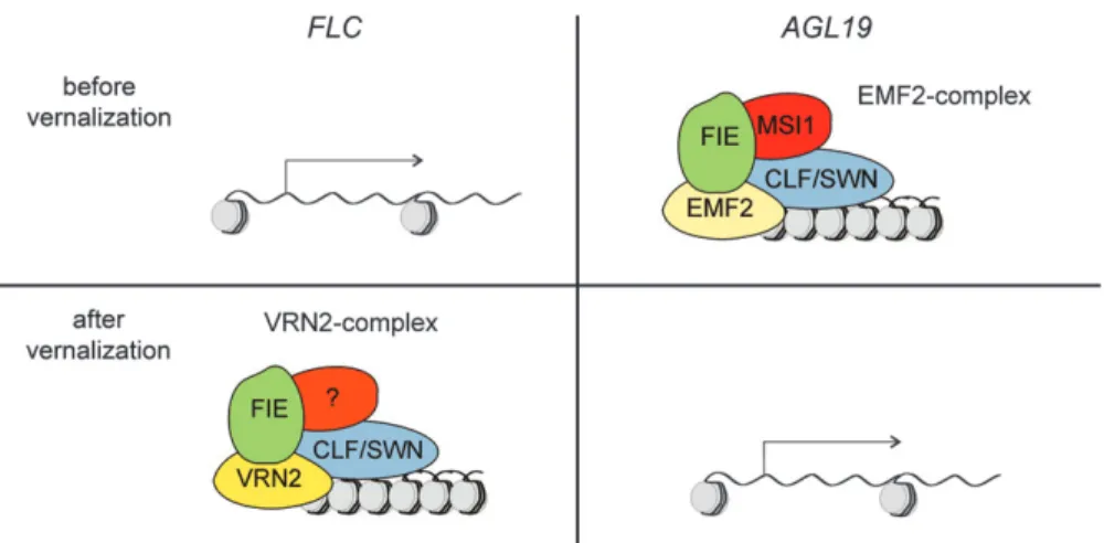 Fig. 4. Distinct polycomb-group complexes are required for vernalization-dependent regulation of AGL19 and FLC