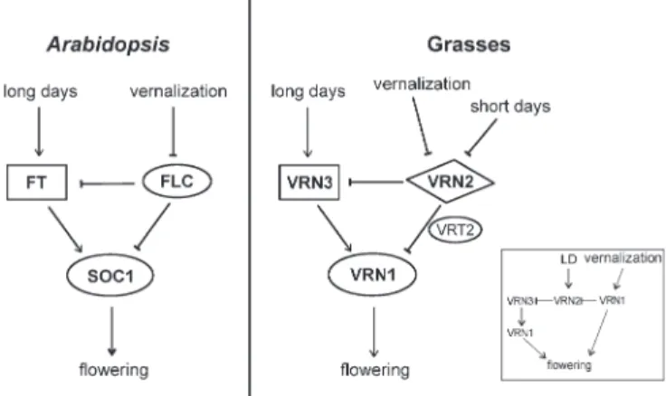 Fig. 5. Common topologies for vernalization pathways in Arabidopsis and in grasses. Vernalization networks evolved independently in distant plant groups, but have similar topology in Arabidopsis and the grasses.