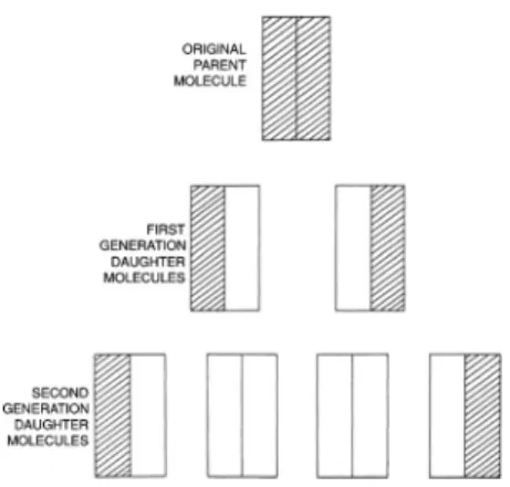 Figure 4. What the data showed according to Meselson and Stahl ([1958], p.