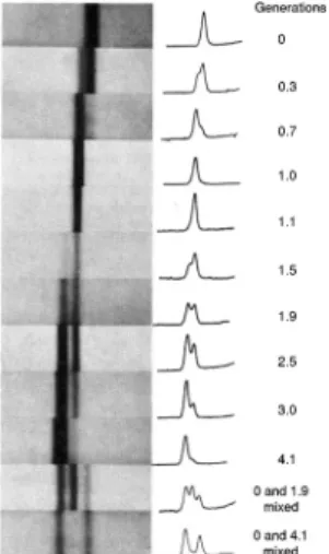 Figure 3. UV absorption photographs (left) and densitometric scans (right) of the ultracentrifuge cell (Meselson and Stahl [1958], p