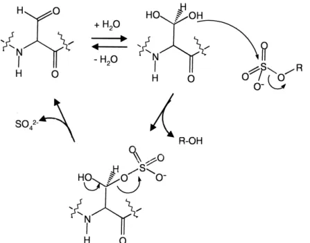 Fig. 4. Proposed mechanism of sulfate ester cleavage in arylsulfatases (adapted from [96])