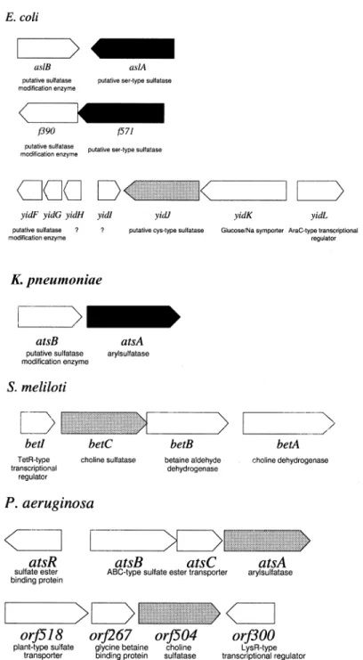 Fig. 6. Genetic structure of selected bacterial sulfatase gene clusters. Hypothetical function assignment of uncharacterized ORFs was done using BLAST [143]
