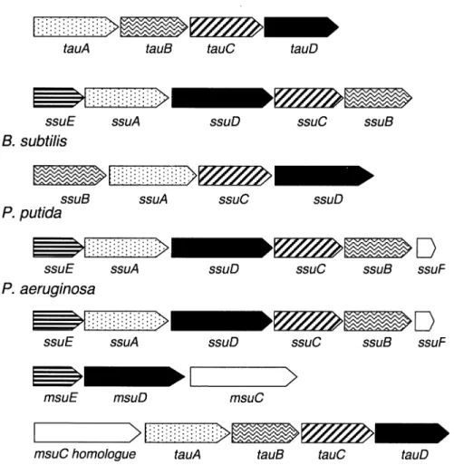 Fig. 8. Genetic organization of bacterial sulfonatase-encoding operons. The enzymes encoded in each gene cluster are putative oxygenases (F), NADH- NADH-dependent FMN reductases (E) = , and the components of ABC-type transporters: periplasmic solute bindin