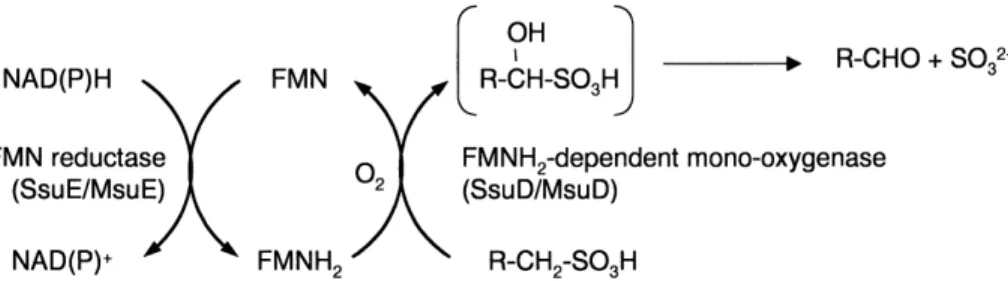 Fig. 9. Proposed mechanism for the FMNH 2 -dependent oxygenolytic desulfonation of alkanesulfonates