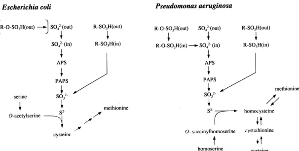 Fig. 1. Cysteine biosynthetic pathways in E. coli and P. aeruginosa. In enteric bacteria, sul¢de is transferred to a serine moiety to give cysteine, whereas in P