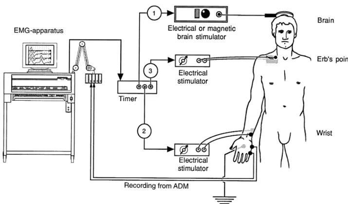 Fig. 2 Experimental set-up for the TST. Transcranial electrical or magnetic stimulator and two electrical stimulators are triggered at appropriate intervals by a timer