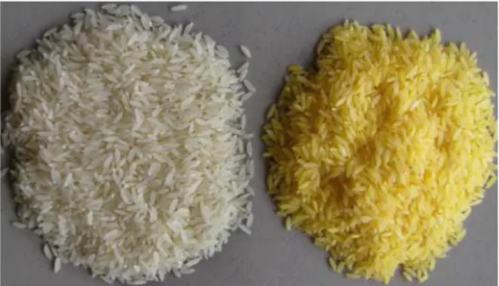 Figure 1. Golden Rice (right) and normal rice. The yellow colour is the consequence of the presence of provitamin A (carotenoids).
