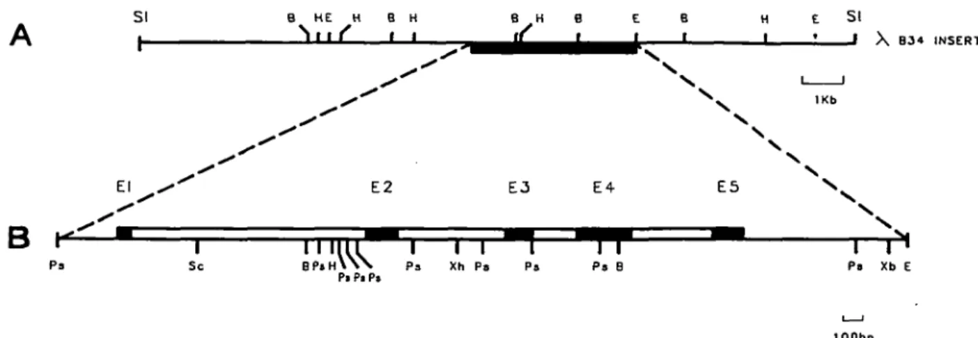 Fig. 1. Genomic organization of the granzyme H gene. (A) Restriction map of the XB30 clone