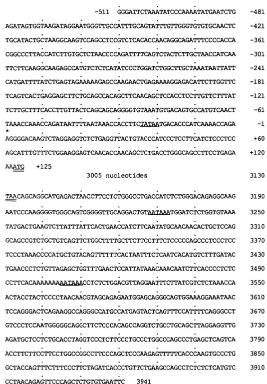 Fig. 2. Genomic nucleotide sequences of the human granzyme H gene upstream of the translation start site (upper panel) and downstream of the translation stop codon (lower panel)