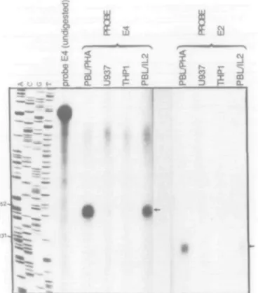 Fig. 4. Southern blot of PCR-amplified cDNA probed with a granzyme H-specific DNA fragment