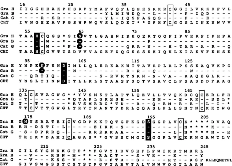 Fig. 6. Alignment of the amino acid sequences of human granzyme H (Gra H), human granzyme B (Gra B), human cathepsin G (Cat G) and bovine a-chymotrypsin (CHT)