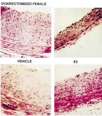 Fig. 1. Representative photomicrographs of right common carotid arteries