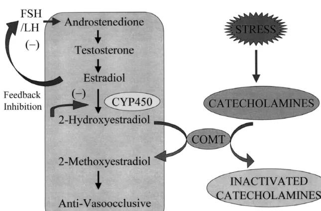 Fig. 2. A schematic representation delineating the possible mechansims via which pathological stimuli such as stress can influence endogenous levels of sex hormones