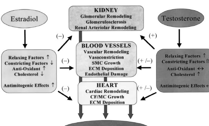 Fig. 3. A schematic representation summarizing and comparing the potential mechansims via which estradiol and testosterone can influence blood pressure and be associated with preventing or inducing hypertension