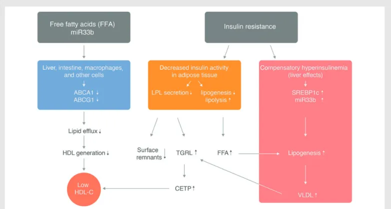 Figure 1 Disturbed HDL metabolism in insulin resistance. Insulin resistance implies both reduced insulin sensitivity of some organs and increased re- re-sponse of other organs to the compensatory hyperinsulinaemia