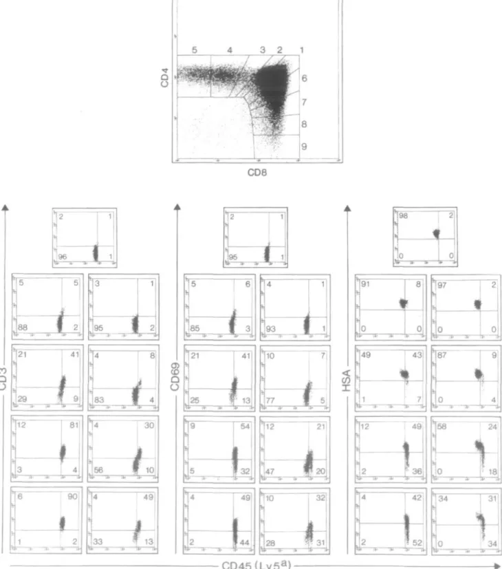 Fig. 1. Four-color FACS analysis of B6.SJL (Ly-5 a ) thymocytes: CD4 and CD8 expression was analyzed with a gate set on forward versus side scatter parameters to exclude dead cells and debris