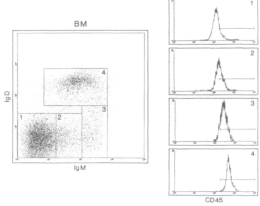 Fig. 4. Four-color FACS analysis of bone marrow. Bone marrow cells were isolated from C57BL/6 mice