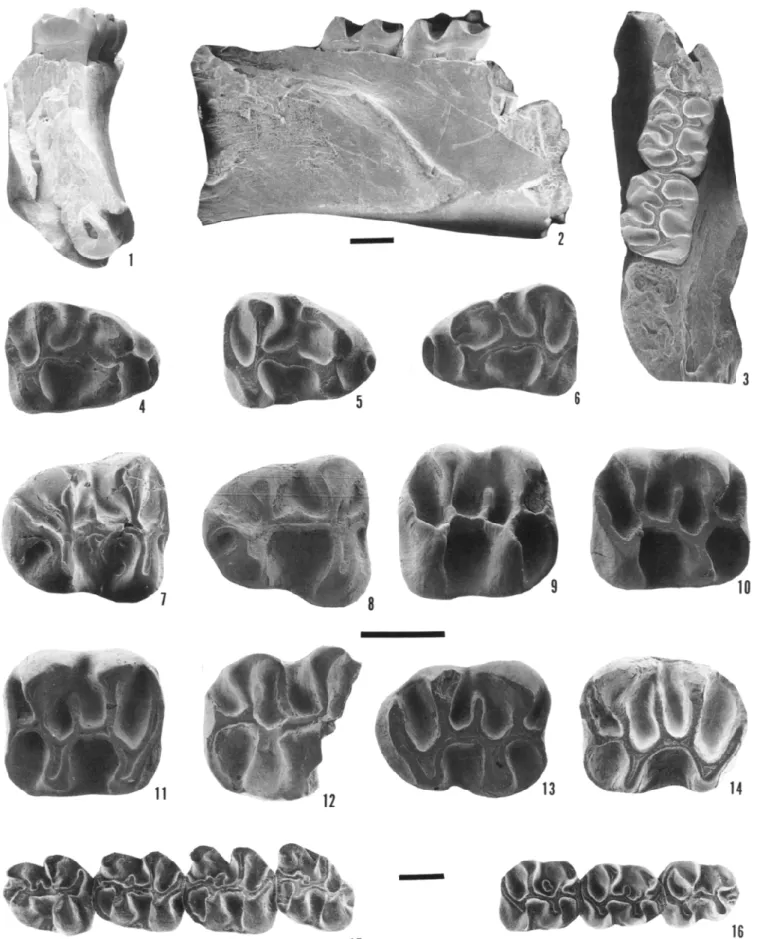 FIGURE 1 —Yoderimys species. 1-14, Yoderimys stewarti (Russell), referred specimens from Flagstaff Rim area, Wyoming
