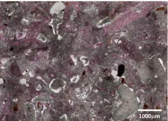 Figure 1. Optical thin section of Darai limestone, carbonate is pink and dolomite is uncolored.