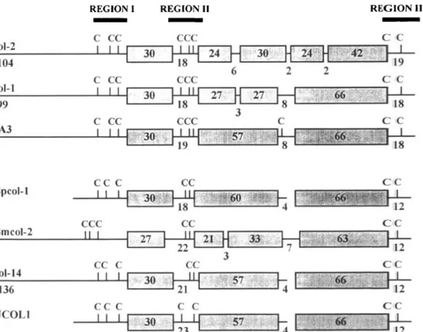 Fig. 4. Schematic representation of the protein domain organization of collagen molecules Bpcol-1 (Brugia pahangi), Bmcol-2 (B